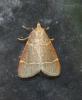Hypsopygia glaucinalis